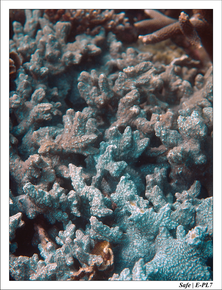 2018 - 08 - Pulau Tinggi - 19